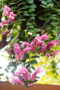 Heaven Of Saplings ZZ Plant