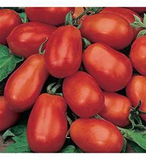 FURYHUB Tomato Plant