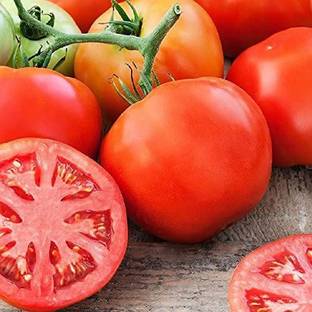 FURYHUB Tomato Plant