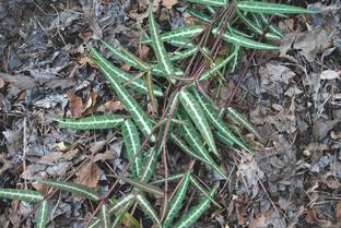 Plantzoin Indian Sarsaparilla Plant