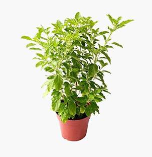 Aywal Shyam Tulsi Seed