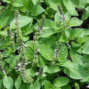 FURYHUB Tulsi Plant