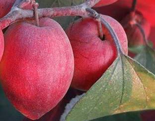 AloGardening Ber Apple Plant