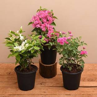 Saeedia plant hub Acanthocerous Tetragonous Mons Variegated Fairy Castle Plant