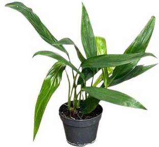 ashokavanam Epipremnum Amplissimum Plant