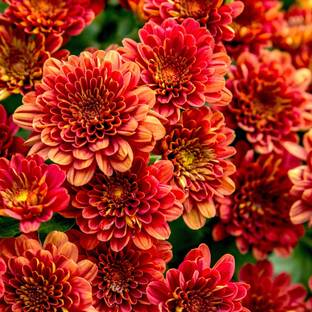 MircleGarden Chrysenthemum Plant