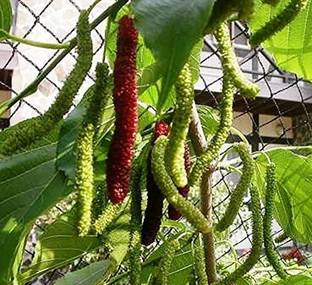 EVY Shahtoot/Mulberry Plant