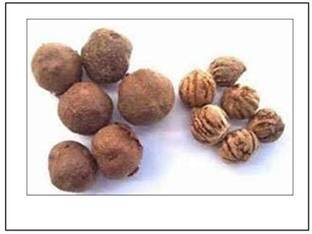 RK Seeds RK Seeds Teak Wood Seeds Tectona Grandis teak wood seeds,teak seeds for plantation,teak seeds,teak tree seeds,sagwan seeds, Thekku Pack of 100 g Seed