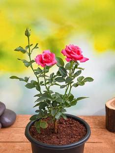 Cloud Farm Rose Plant