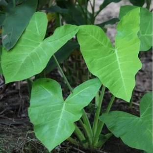 CHOUDHARY PLANTHUB Acanthocerous Tetragonous Mons Variegated Fairy Castle Plant