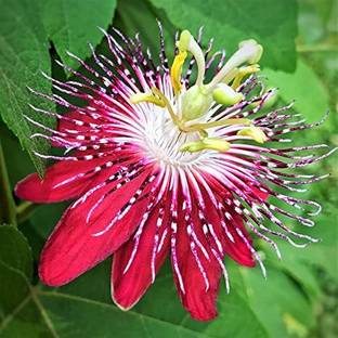 Roy's Fashoin Passion Plant