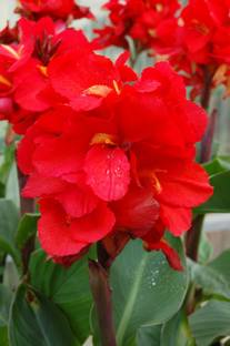 MircleGarden Canna Lily Plant