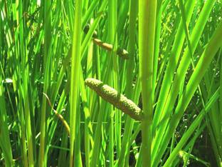Plantzoin Sweet Flag Plant