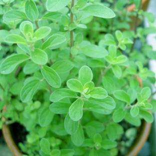 Paudha Marjoram Plant Seed