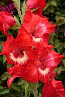 MODERN PLANT Gladiolus/Sword Lily Plant