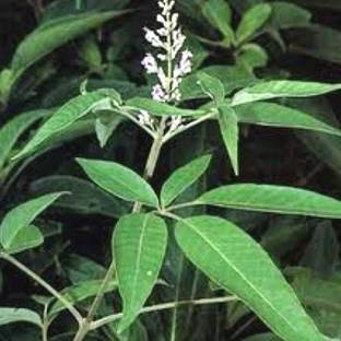 Indiana Herbalife Chaste Tree Plant