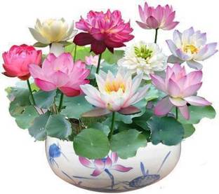 SeedsVille Rainbow Lotus Flower 20 Seeds Eco Pack, Auatic Plant Water Lilies Bowl Lotus Seed