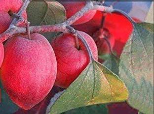 Cloud Farm Ber Apple Plant