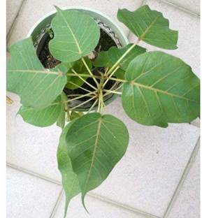 pagoda point Ficus Plant