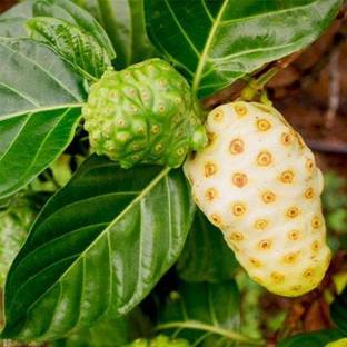 Ukanda Annona Reticulata/Bullock's Heart Plant