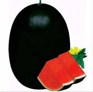 Profound F1 Hybrid Icebox Watermelon Seeds, pack of 100 seeds Seed