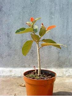 VIJAY GREENERY Ficus Plant