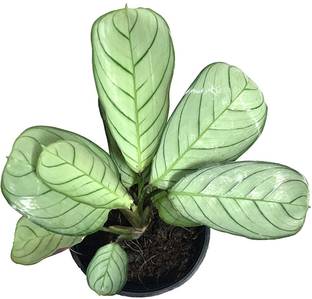 The Four Seasons Ctenanthe Amagris Never-Never Plant