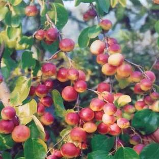 PLaNeTree Ber Apple Plant