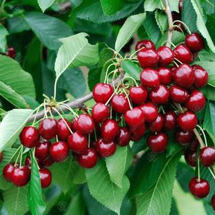 PLANTSNSEED Cherry Fruit Plant