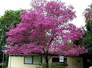 green paradise Sapling Plant Seed
