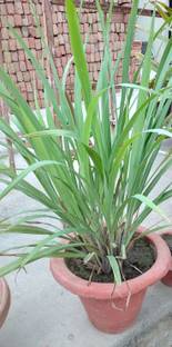 Greenlive traders Lemon Grass Plant