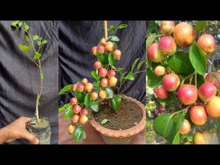 Cloud Farm Ber Apple Plant