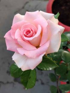 Sagarvanshi Rose Seed Seed