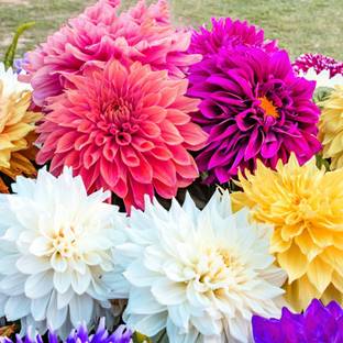 FERNSFLY® IMP. Dahlia | Dhalia | Dahalia Perennial Flower Bulbs Excellent Quality Attractive Aromatic Flower Home Outdoor Gardening Flowering Bulbs (Pack of 3 The Dinner Plate Classic Mix Dahlia) Seed