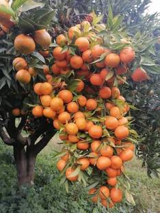 Cloud Farm Orange Plant