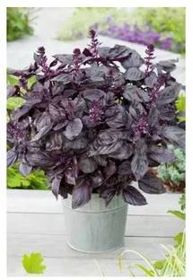 gorgeous moment tulsi Seed