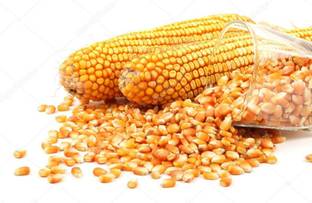 okhli musal brand Organic Selected Maize Grains | Corn | Makka | Makki Corn