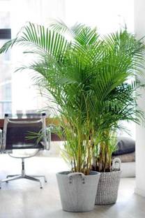 Rainbow Garden Areca Palm