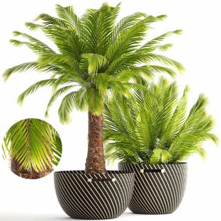 Green World PHOENIX CANARIENSIS PALM ORNAMENTAL TREE SEEDS FOR KITCHEN GARDENING (50 GRAMS) Seed