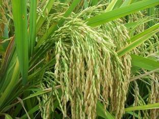 KALAGIA PUSA BASMATI RICE 1121 ( 1 KG ) Seed