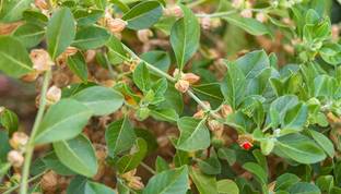 R-DRoz Ashwagandha (Rennet) HERB Seed