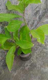 Cloud Farm Annona Reticulata/Bullock's Heart Plant