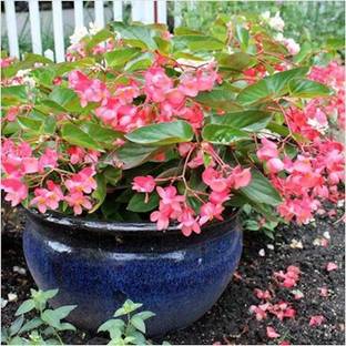 CHOUDHARY PLANTHUB Begonia Vanusta Plant