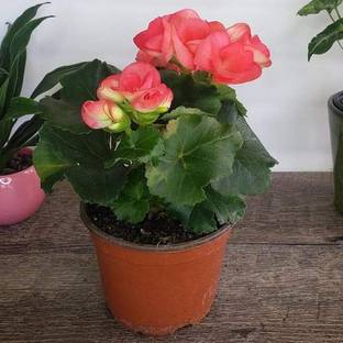 CHOUDHARY PLANTHUB Begonia Vanusta Plant
