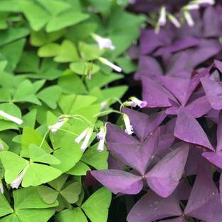 Audbhidhi Oxalis Mix Winter Flower Bulbs for Home & Kitchen Gardening Seed