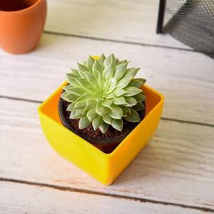 चौधरी प्लांथब लक्ष्मी कमल का पौधा पौधा