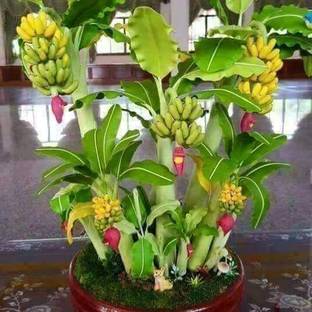 क्लाउड फार्म केले का पौधा पौधा