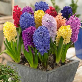 FERNSFLY® Imported Hyacinth Bulbs Indoor Outdoor Flower Blooming Pack of 2 The Multi Mix Seed