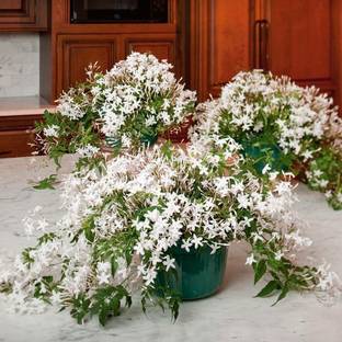 PB REBA PLANT Night Bloom Jasmine Plant