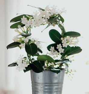 PB REBA PLANT Night Bloom Jasmine Plant